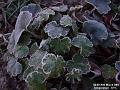 2003-0320FrostyLeaves